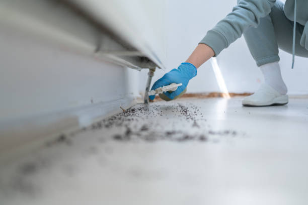 Reliable Round Lake, IL Pest Control Solutions